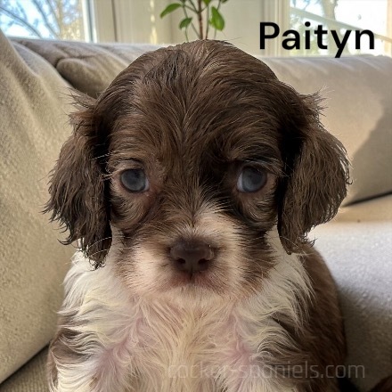 puppy, for, sale, Cocker Spaniel, Joe & Cherri  Overlease, dog, breeder, Miller, MO, dog-breeder, puppy-for-sale, forsale, nearby, find, puppyfind, locator, puppylocator, aca